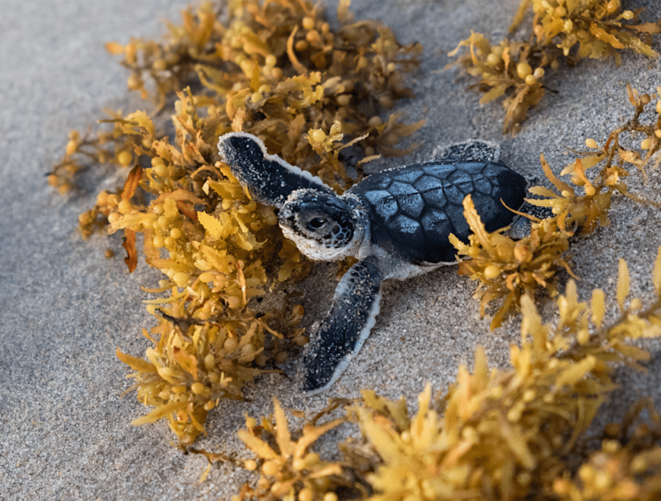 VNT - baby sea turtle
