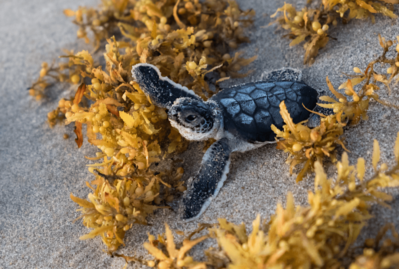 VNT - baby sea turtle