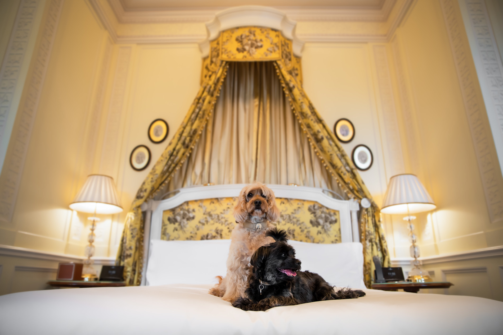 LAN - Dogs at The Lanesborough