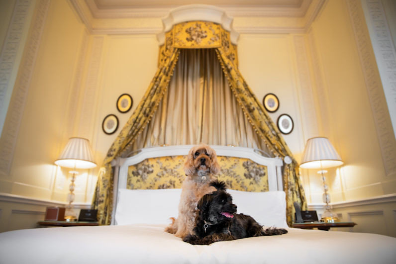 LAN - Dogs at The Lanesborough