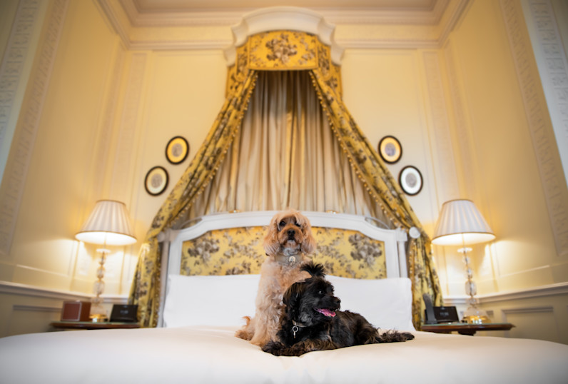 LAN - Dogs at The Lanesborough