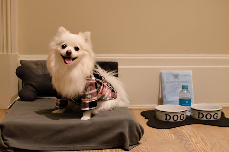 SAO - PET FRIENDLY