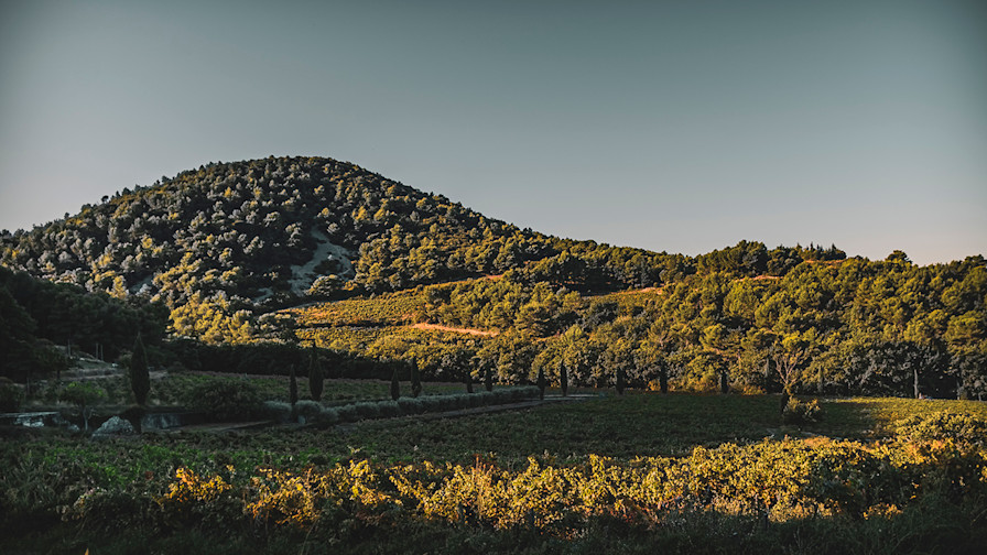 LAN - Domaine du Vieux Télégraphe Wine Dinner