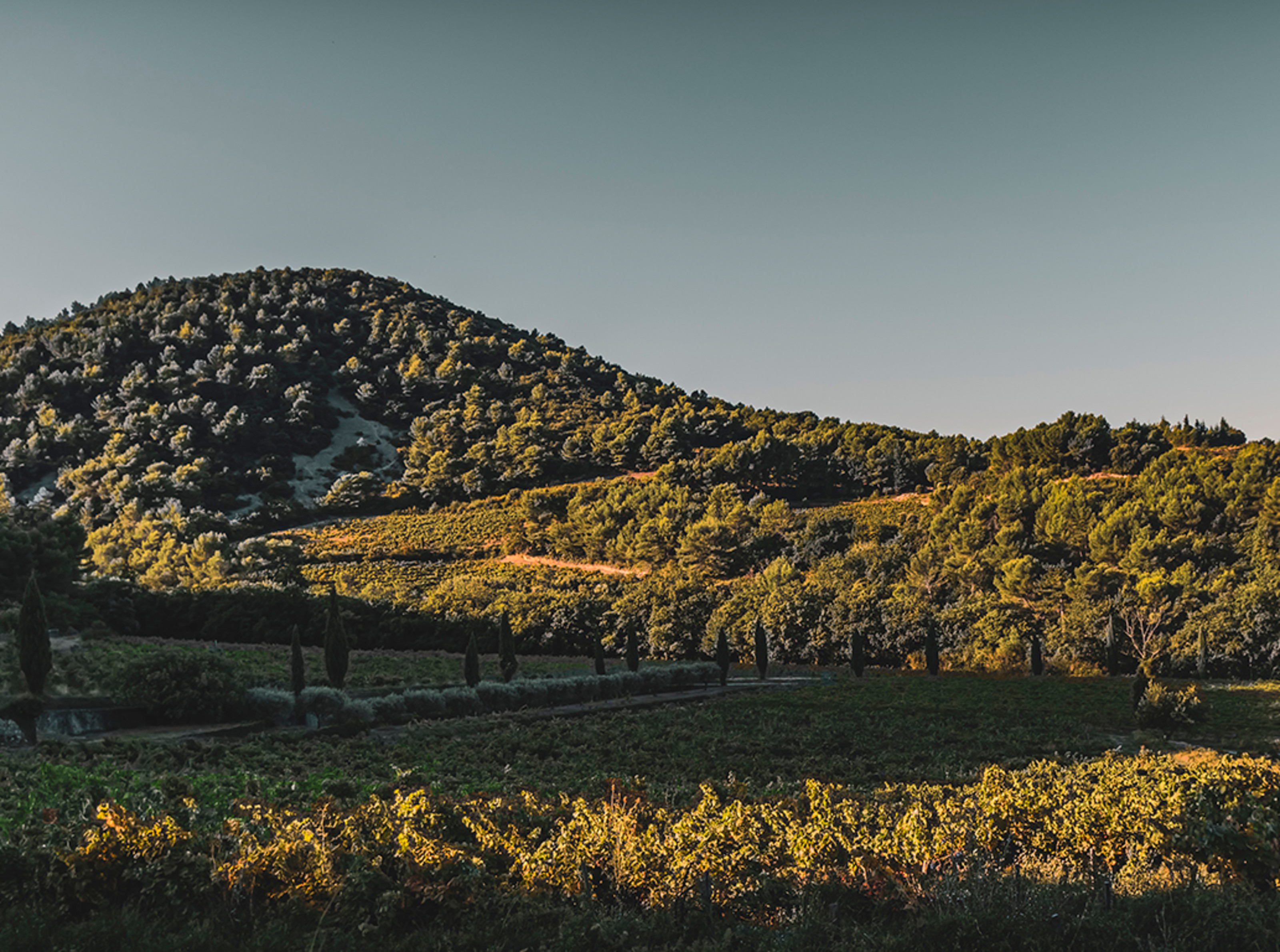LAN - Domaine du Vieux Télégraphe Wine Dinner