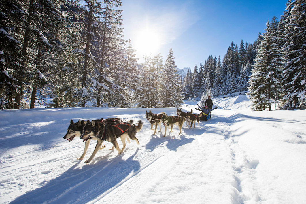 APG - Activites dog sledding