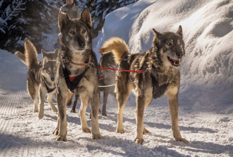 APG - Sled dogs 2