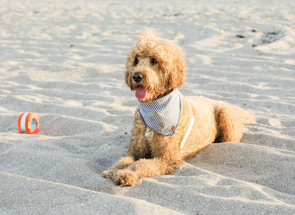 VIN - Experience page - Dog beach