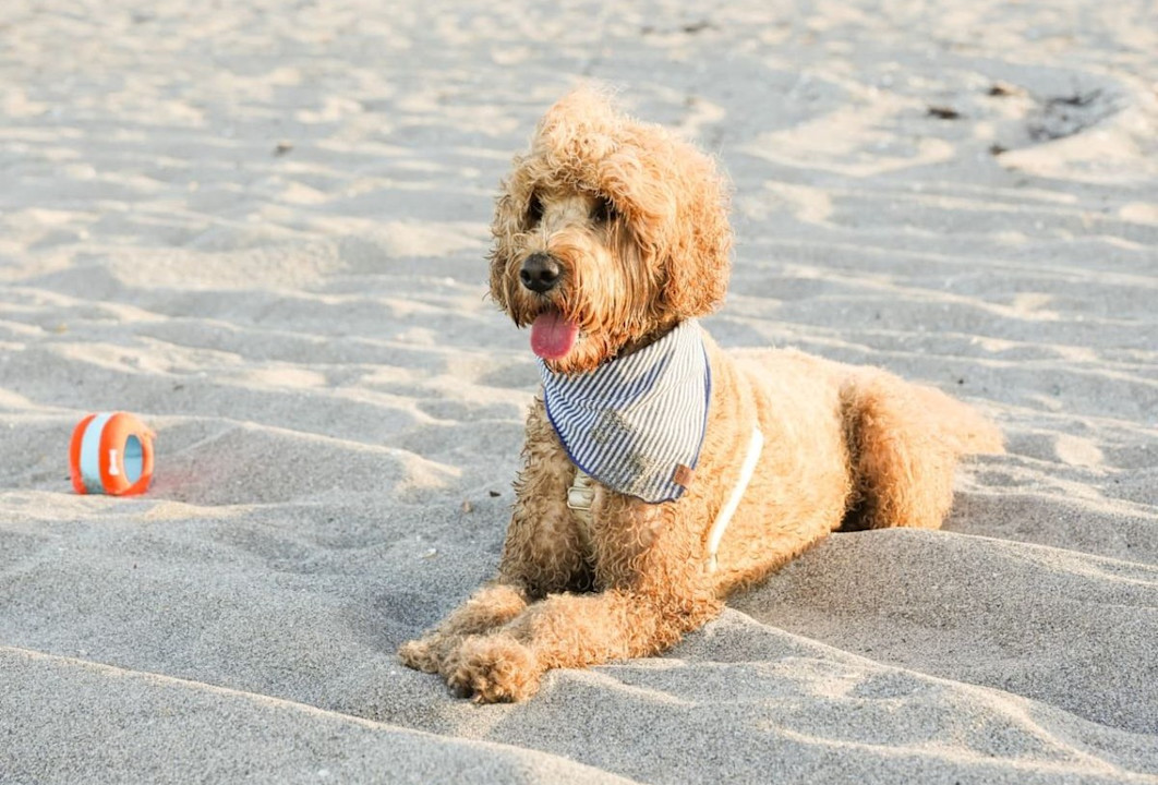 VIN - Experience page - Dog beach