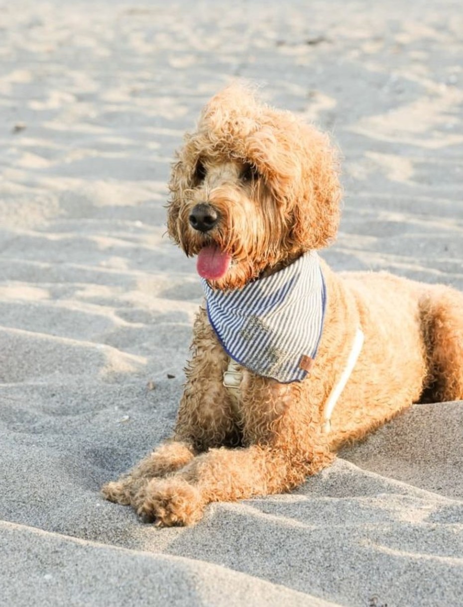 VIN - Experience page - Dog beach