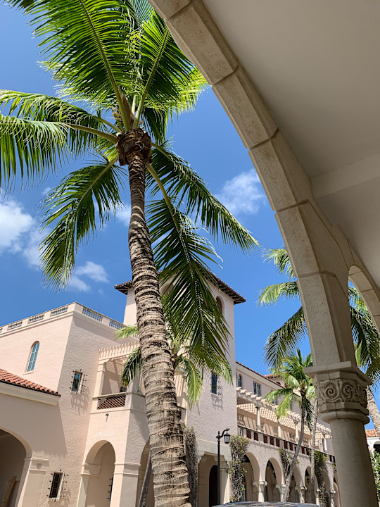 VNT - Worth Avenue - Palm trees