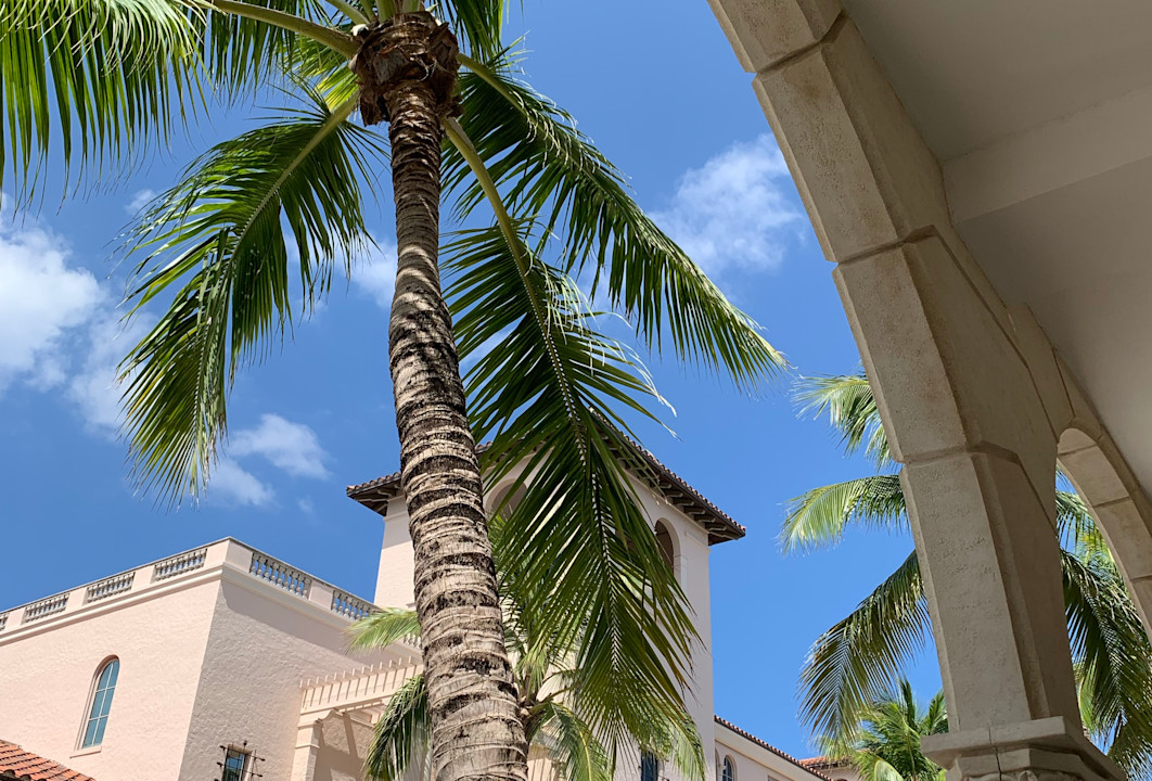 VNT - Worth Avenue - Palm trees