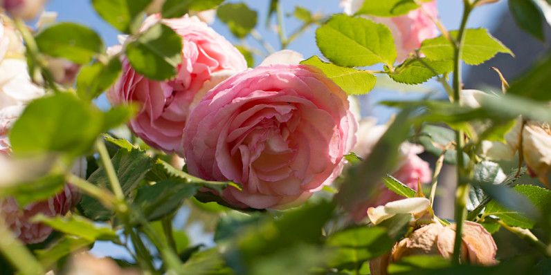 CSM - Fleures roses