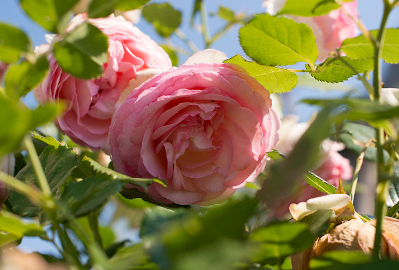 CSM - Fleures roses