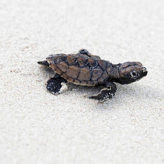 JBI - Turtle