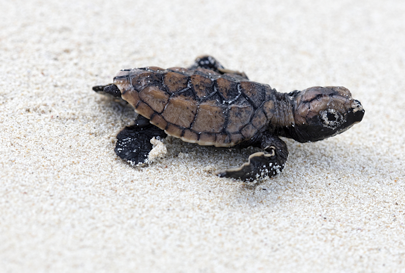 JBI - Turtle