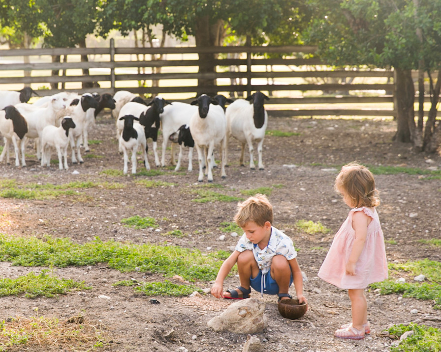 JBI - Kids playing at the farm