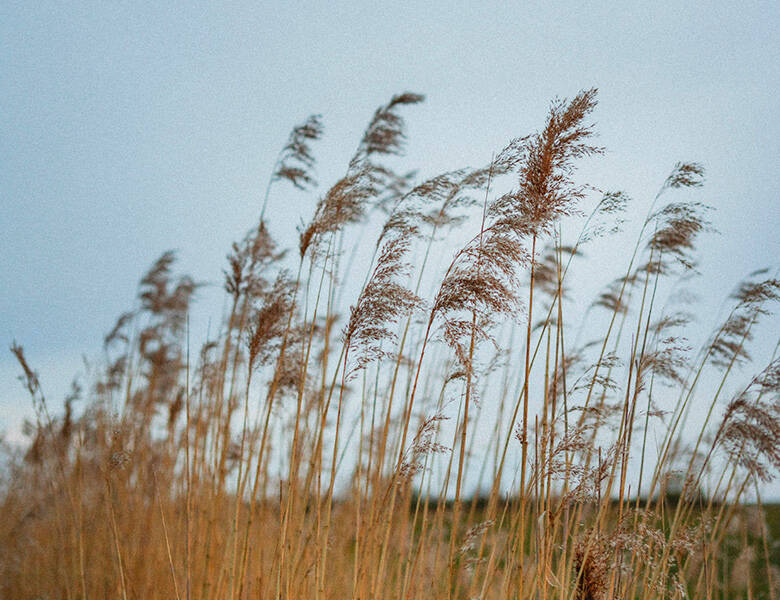 Her ses en kornmark.