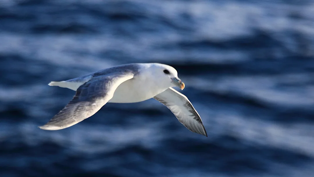 North East Greenland
