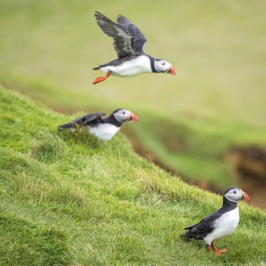 birds-heimaey-iceland-hgr-113869-photo_esther_kokmeijer_web.jpg