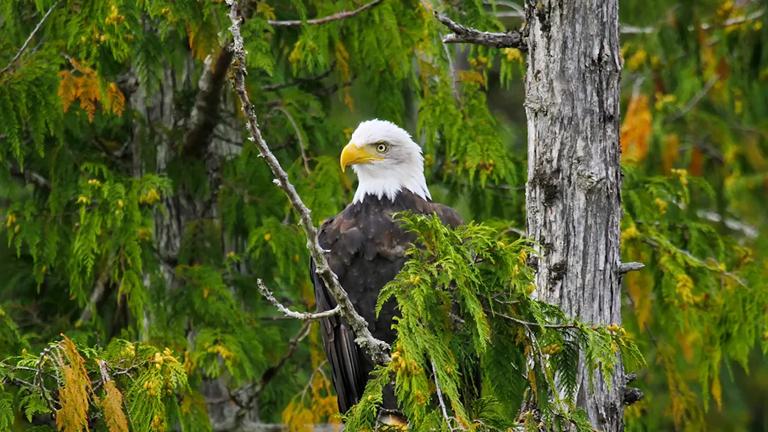 bald-eagle-misty-fjords-alaska-hgr-141497-photo_shutterstock_web.jpg