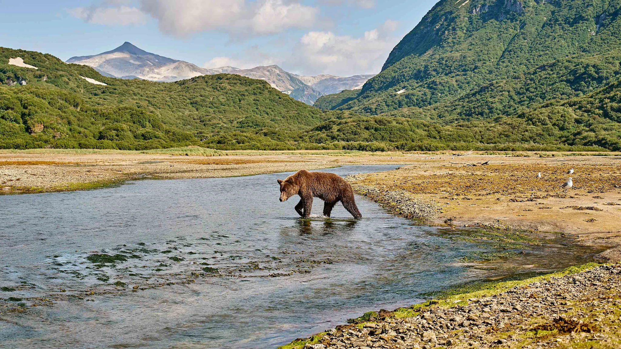 geo-harbour-kinak-bay-katmai-np-alaska-travel-hurtigruten-hgr-145295-photo_ashton_ray_hansen_3000x1688px.jpg