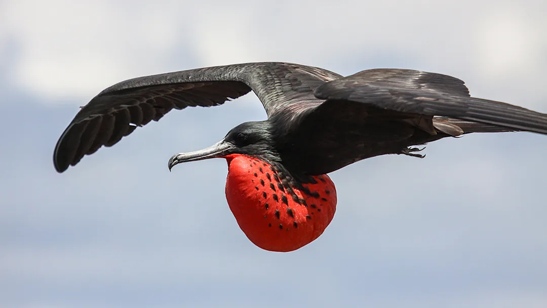 magnificent_frigatebird_ecuadorshutterstock_604734284_web.jpg