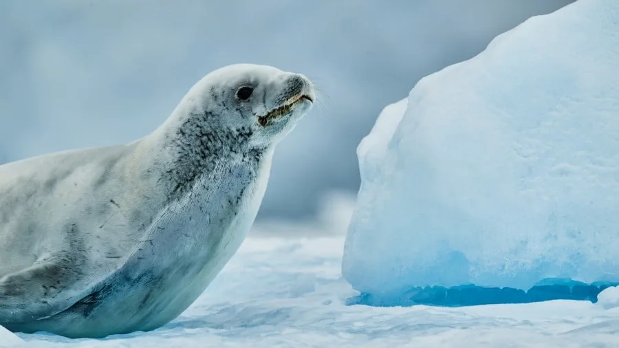wildlife-antarctica-hgr-152946-photo_roger_brendhagen_3000x1688px.jpg