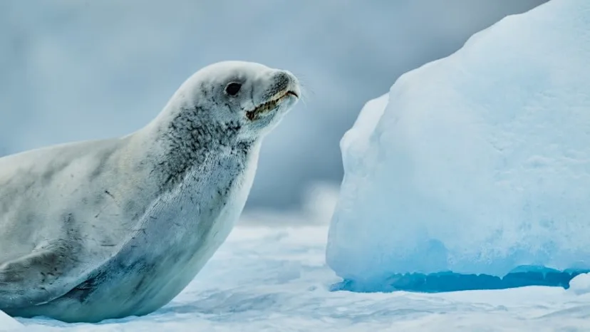 In-depth Antarctica, Falklands & South Georgia Expedition  PG&SW TEST