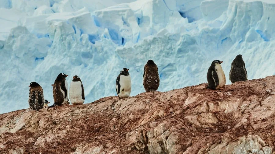 Expédition en Antarctique et aux Îles Malouines | Du Sud au Nord