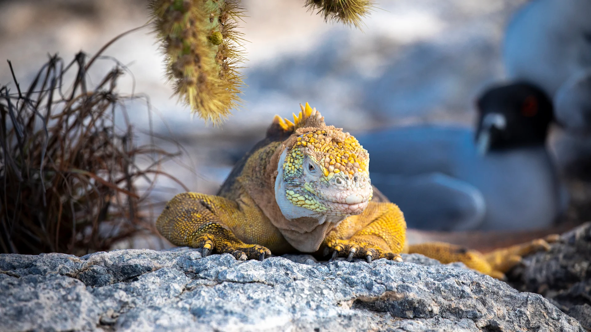 gal-pagos-islands-cruise-iconic-wildlife-sublime-scenery-machu