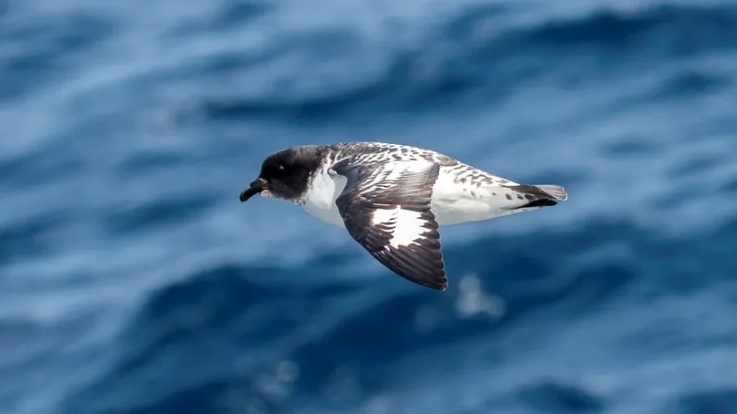 Die Natur erwacht zu neuem Leben – Expedition in die Antarktis im Frühjahr