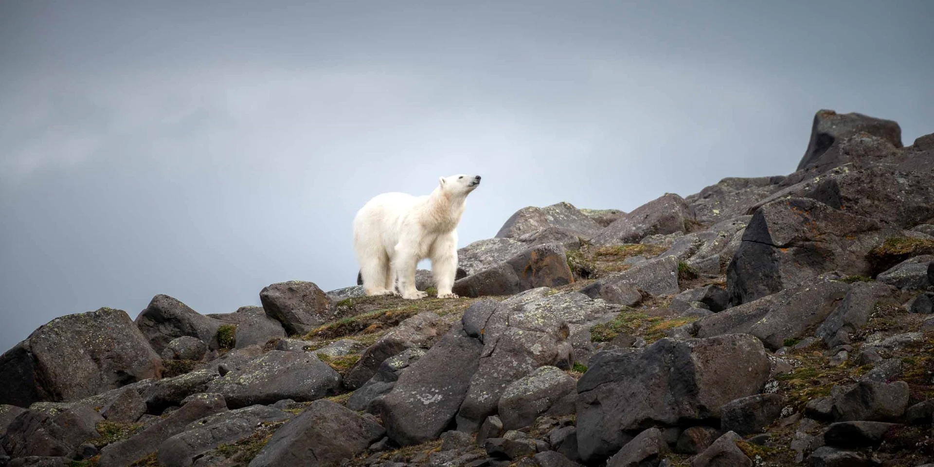 Polar Bear