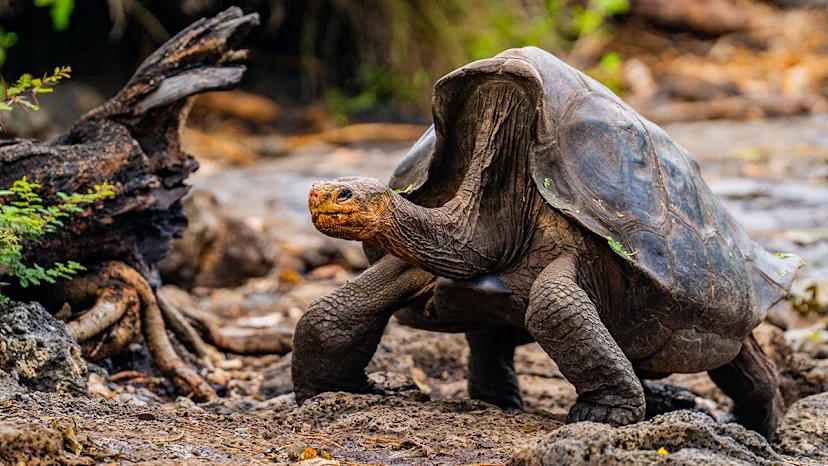 Alaska, Northwest Passage