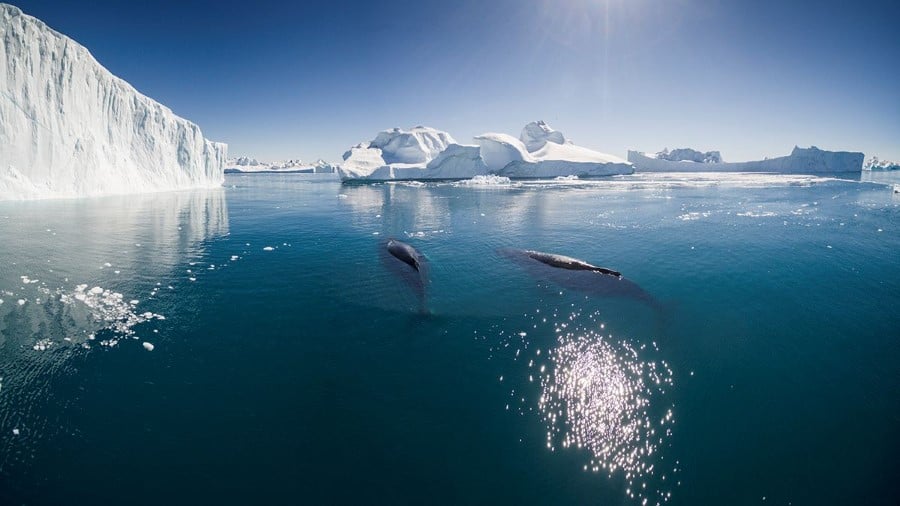 Grand Greenland Cruise: Farthest North to Thule and Kane Basin