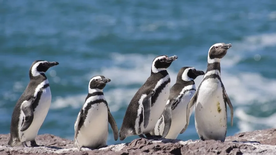 magellan_penguins_patagonia_south-americashutterstock_550205470_3000x1688px