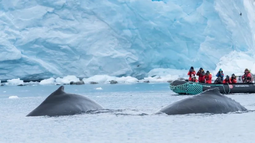 Antarktis und Falkland-Inseln – Von Punta Arenas nach Buenos Aires