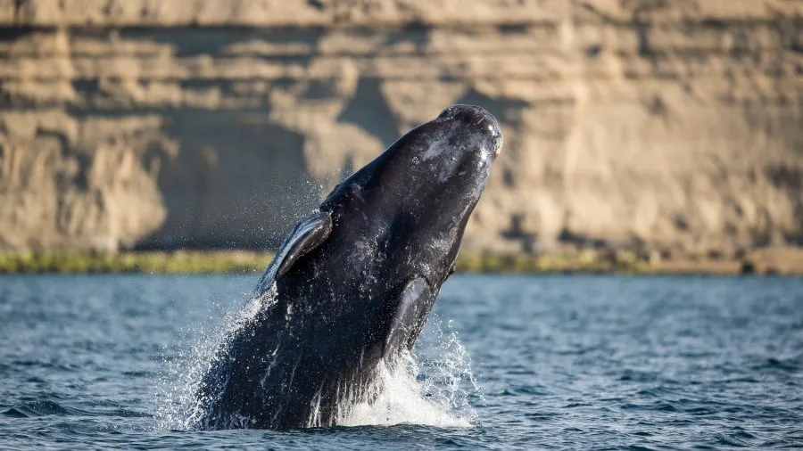 puerto_madryn_patagonia_argentina_hgr_117452_photo_andreas_kalvig_anderson_3000x1688px