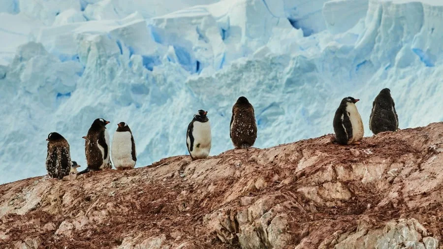 wildlife-antarctica-hgr-152935-photo_roger_brendhagen_3000x1688px