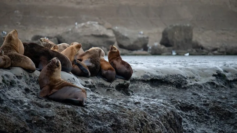 Antarctica & Falklands - From Punta Arenas to Buenos Aires