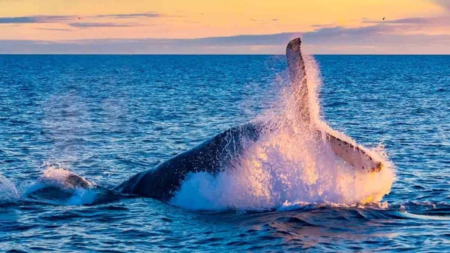 wildlife-iceland-hgr-152137-photo_getty_images_1200x675
