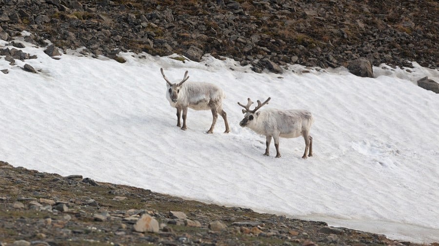 Longyearbyen Svalbard extended stay