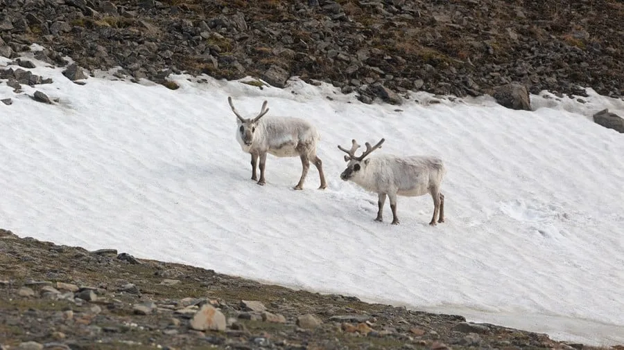 svalbard_longyearbyen_hgr_164054_photo_jim_sayer_1200x675px