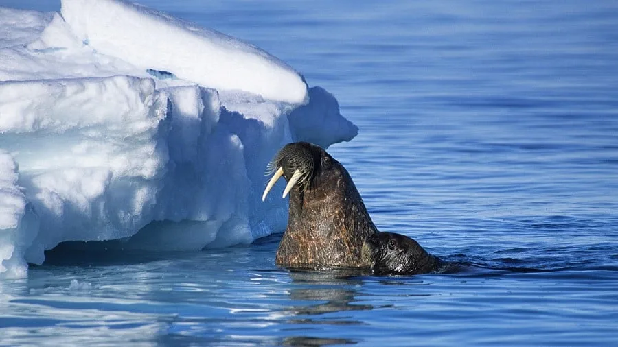 nunavut_canada_hgr_157824_photo_getty_images_1200x675px
