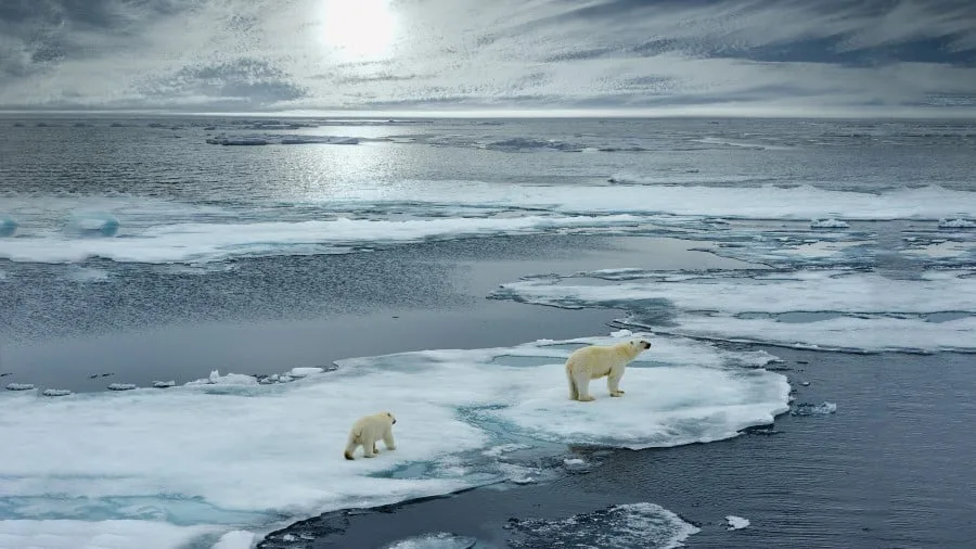 Svalbard rundt – i isbjørnenes rige