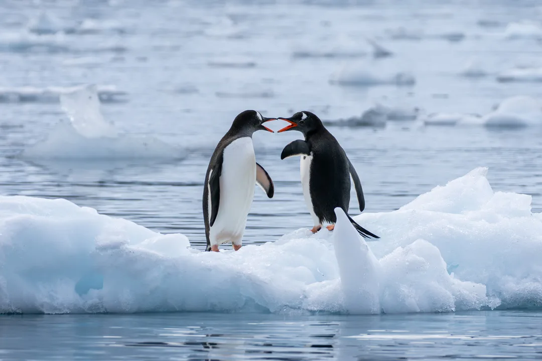 20251224 antarctica gentoo-penguins Kim Rormark 240272