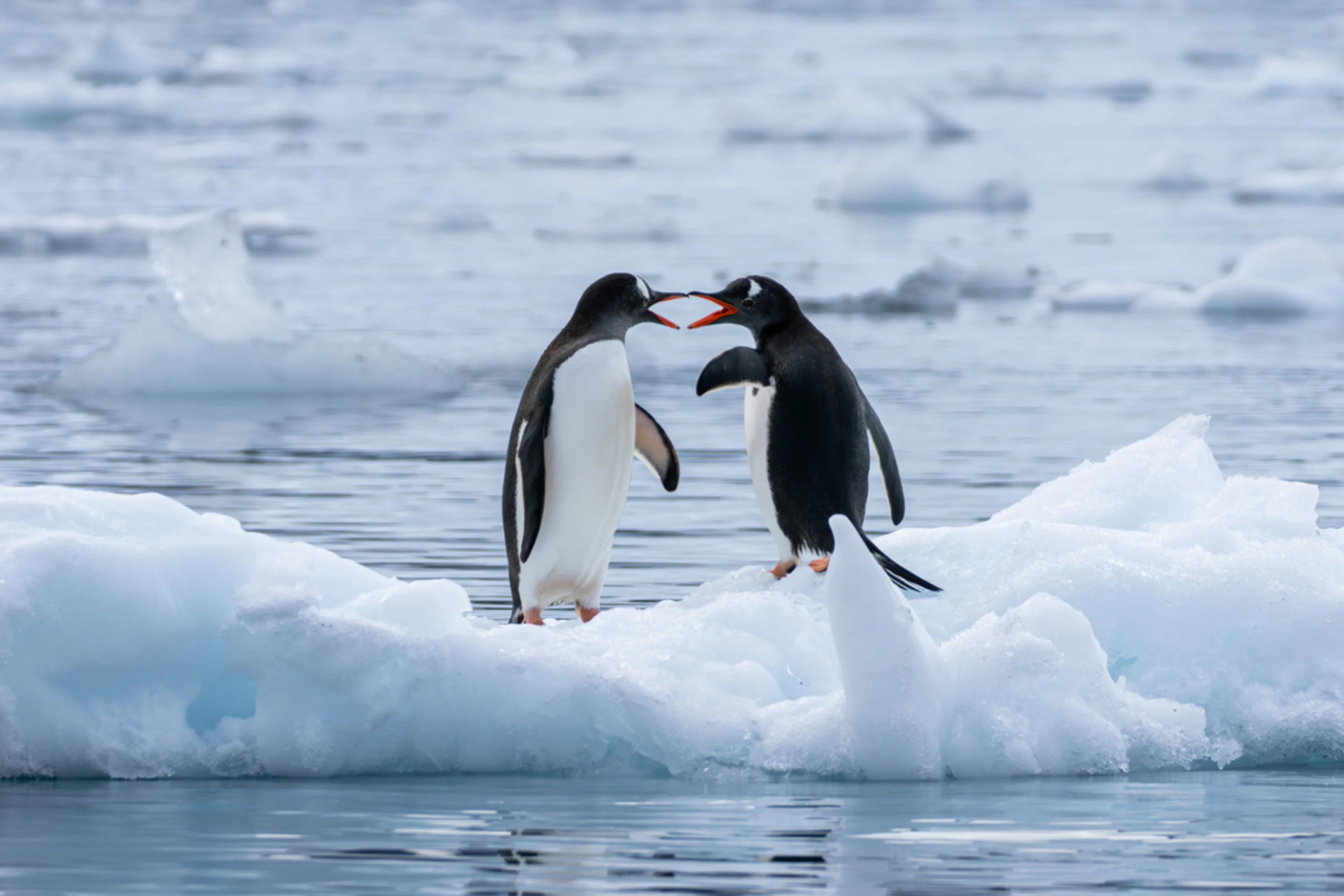 20251224 antarctica gentoo-penguins Kim Rormark 240272