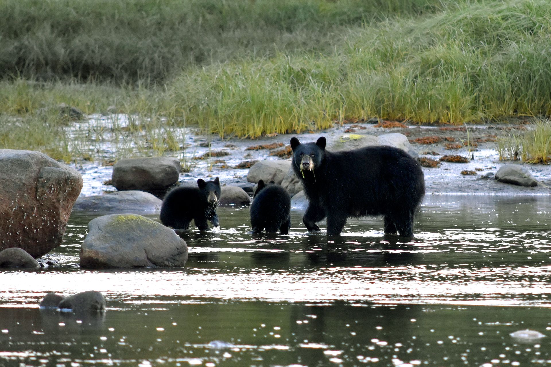 Bli med på bjørnepiknik i Alaska | HX Hurtigruten Expeditions NO, image size:1920x1280