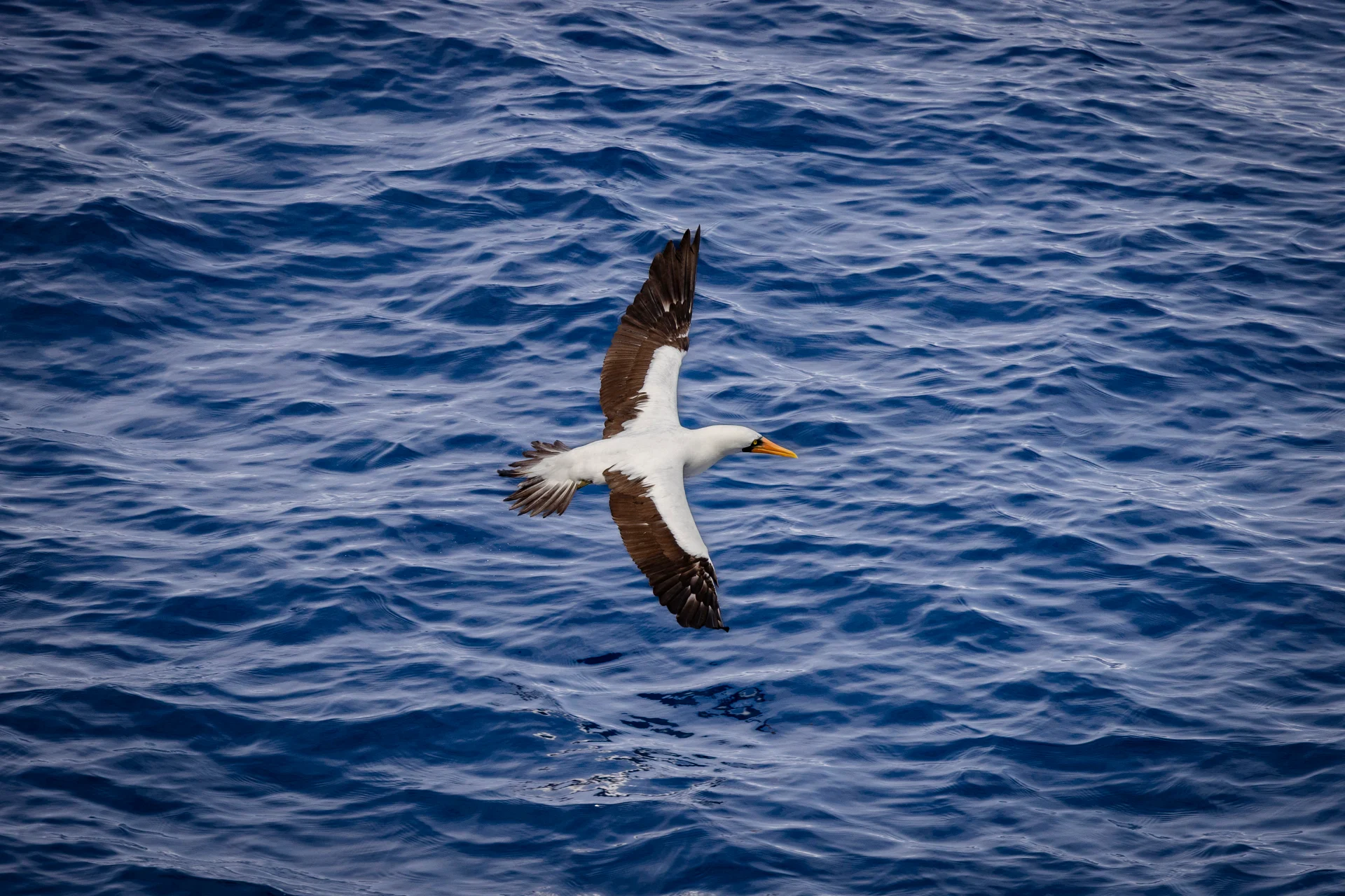 HX and the National Audubon Society