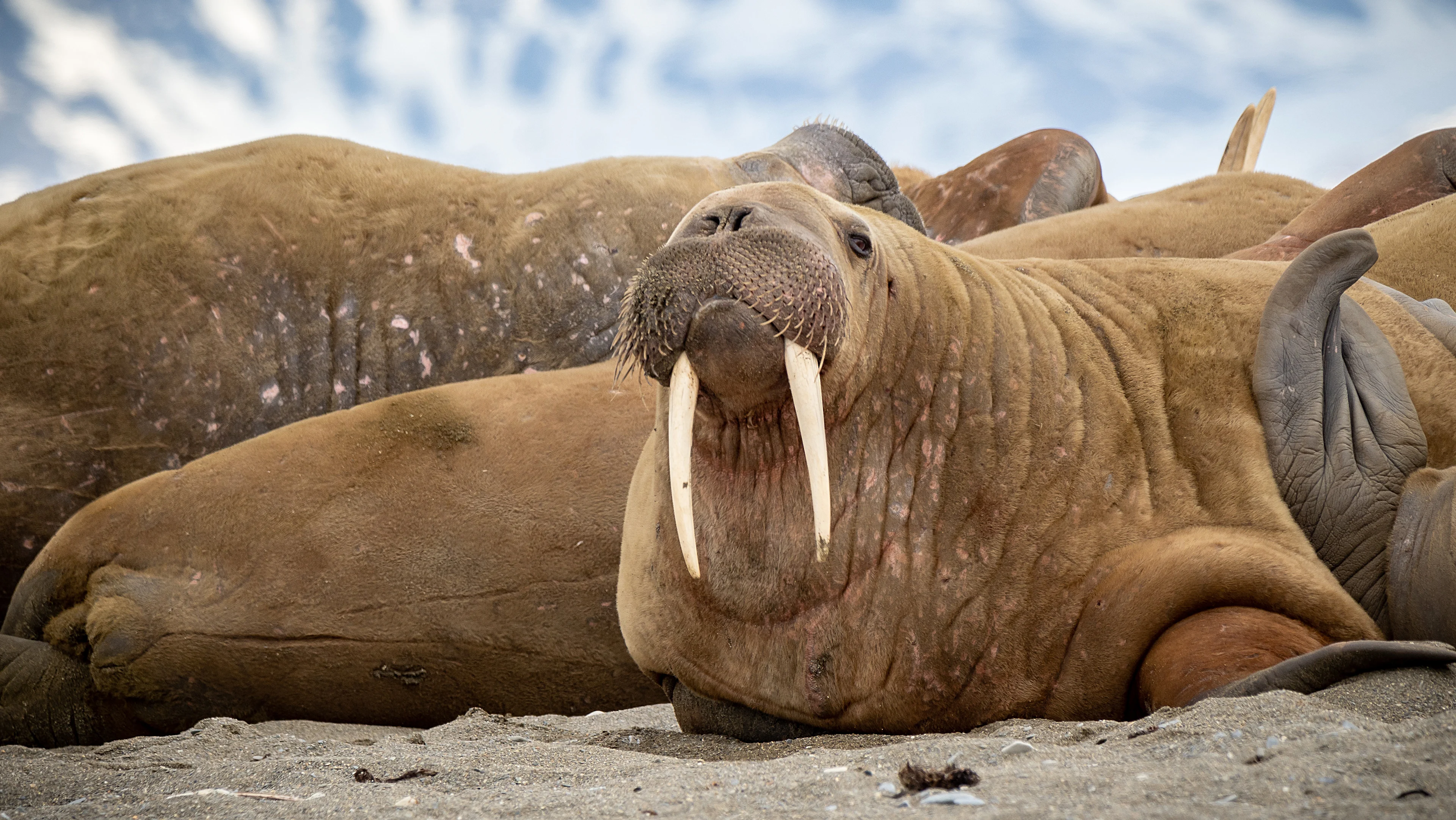 Walrus-Svalbard-HGR-151003-_Photo_Espen_Mills.JPG