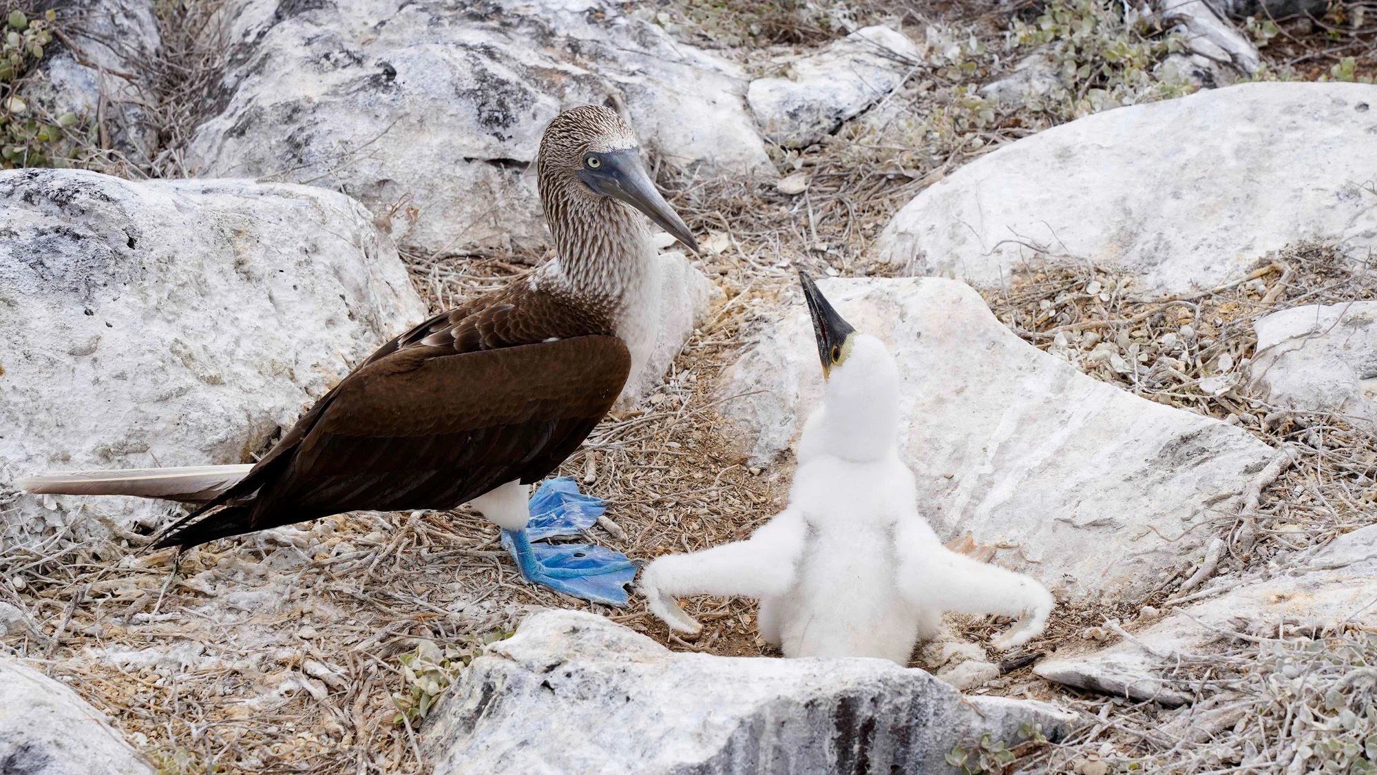 Booby, Galapagos. Credit: Martin Barreiro/John Chardine